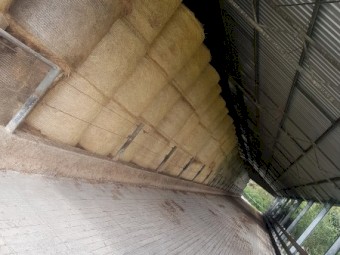 350 x Pasture Hay 5x4 Round Bales