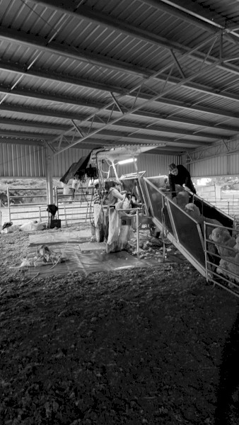 2 Stand Perkinz Crutching Trailer 