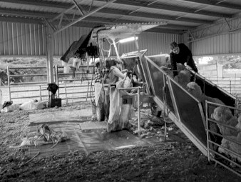 2 Stand Perkinz Crutching Trailer 