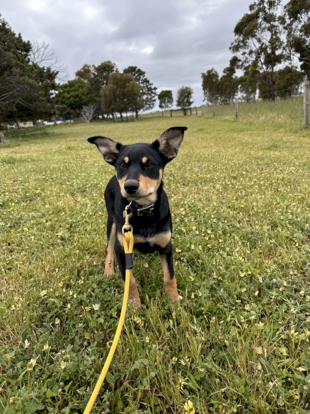 Kelpie Pup Female
