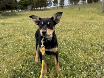 Kelpie Pup Female