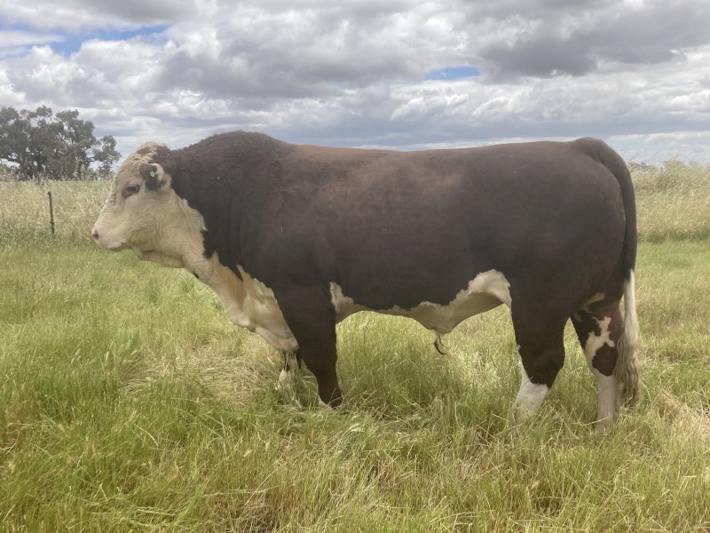 2 Poll Hereford Bulls 