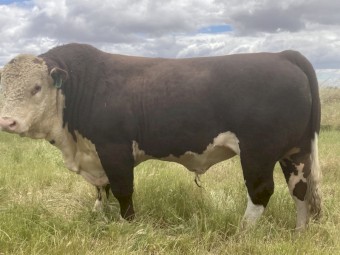 2 Poll Hereford Bulls 