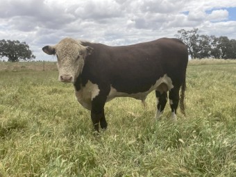 2 Poll Hereford Bulls 