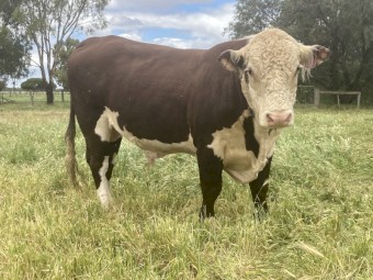 2 Poll Hereford Bulls 