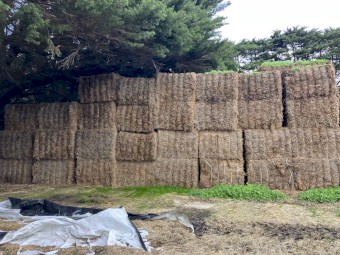 2023 vetch hay 