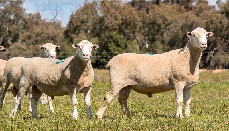 2021 Poll Dorset Rams