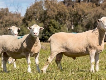 2021 Poll Dorset Rams