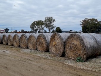 Triticale/Pea Rolls for sale.