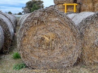 Triticale/Pea Rolls for sale.