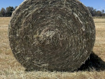 100mt Wheaten/clover Hay Round bales