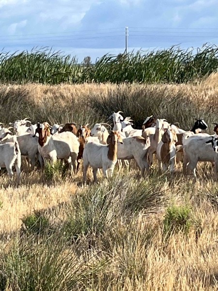 Boer X Goats
