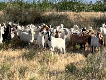 Boer X Goats
