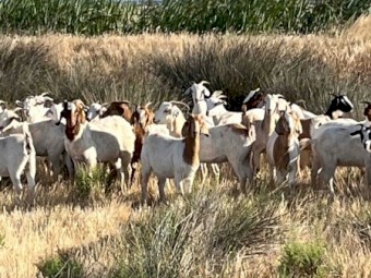 Boer X Goats