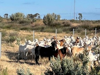 Boer X Goats