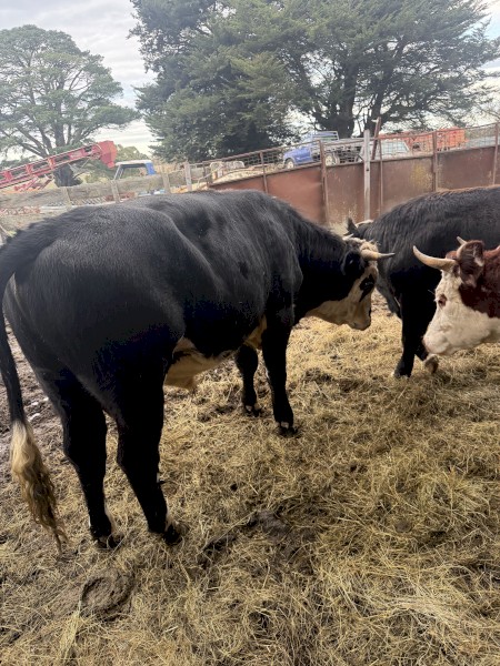 2 Hereford Bulls and 2 Hereford Heifers