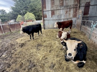 2 Hereford Bulls and 2 Hereford Heifers