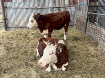 2 Hereford Bulls and 2 Hereford Heifers