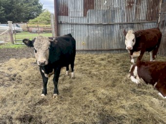 2 Hereford Bulls and 2 Hereford Heifers
