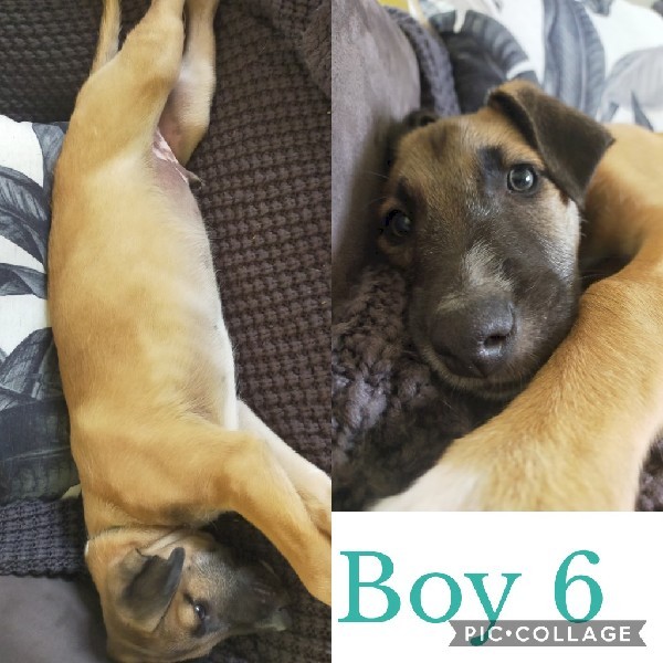 Stag X grey X wolfhound