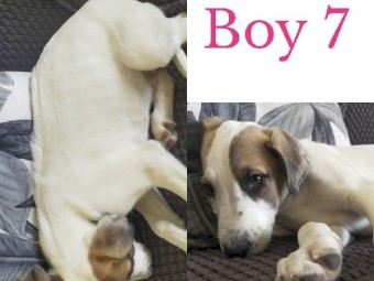 Stag X grey X wolfhound