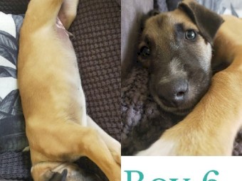 Stag X grey X wolfhound