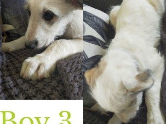 Stag X grey X wolfhound