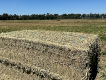 45mt Lucerne Hay 700kg 8x4x3 Bales