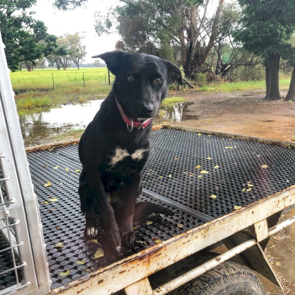 11 mo started Kelpie female 