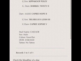 11 mo started Kelpie female 