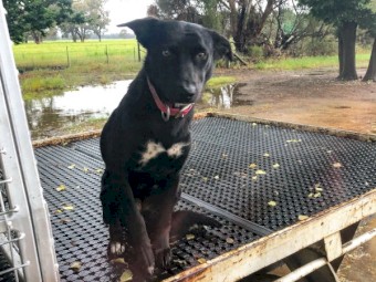11 mo started Kelpie female 
