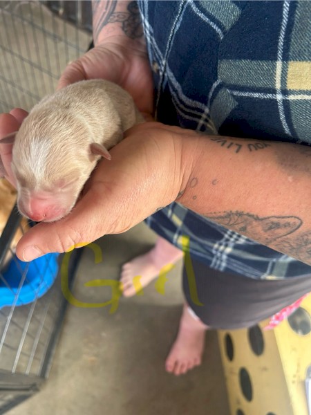 Liver Nose Cream Kelpie