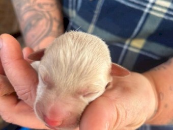 Liver Nose Cream Kelpie