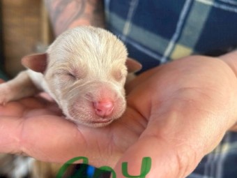 Liver Nose Cream Kelpie