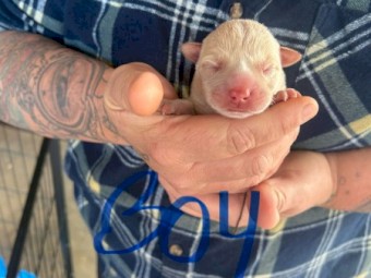 Liver Nose Cream Kelpie