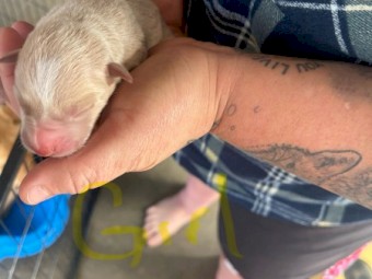 Liver Nose Cream Kelpie