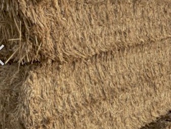 Wheaten Straw Windrowed