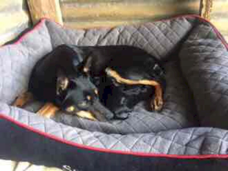 4 x Border Collie X Kelpie Pups