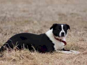 4 x Border Collie X Kelpie Pups