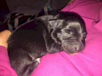 4 x Border Collie X Kelpie Pups