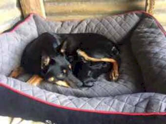 4 x Border Collie X Kelpie Pups