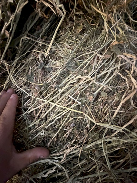Pasture Hay Round Bales