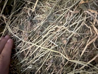 Pasture Hay Round Bales