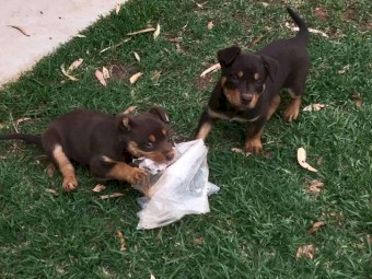 Kelpie pups