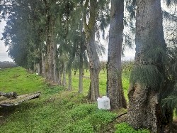 Tree Removal
