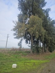 Tree Removal