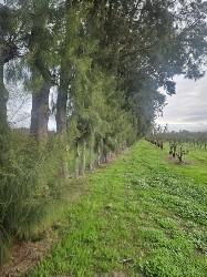 Tree Removal