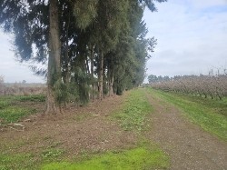 Tree Removal