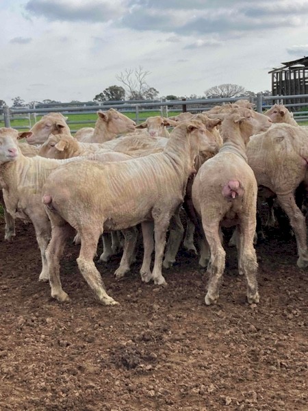 50 Merino Ewe Hoggets
