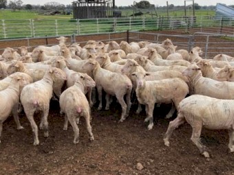 50 Merino Ewe Hoggets